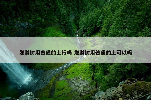 发财树用普通的土行吗 发财树用普通的土可以吗