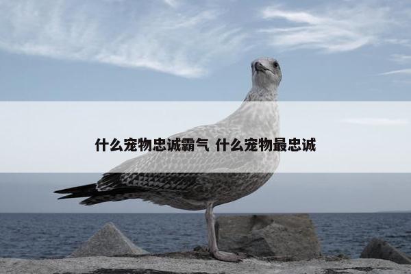 什么宠物忠诚霸气 什么宠物最忠诚