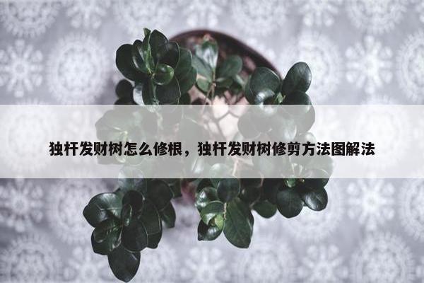 独杆发财树怎么修根，独杆发财树修剪方法图解法