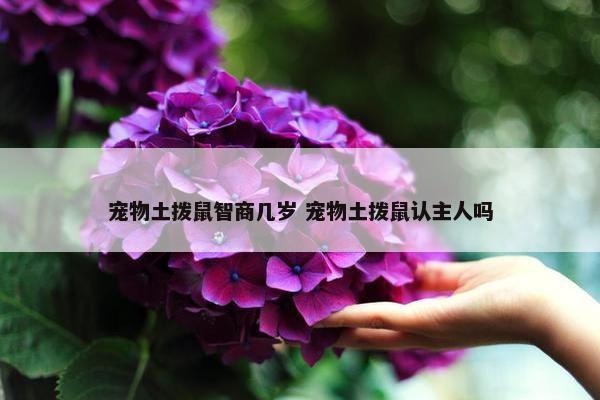 宠物土拨鼠智商几岁 宠物土拨鼠认主人吗