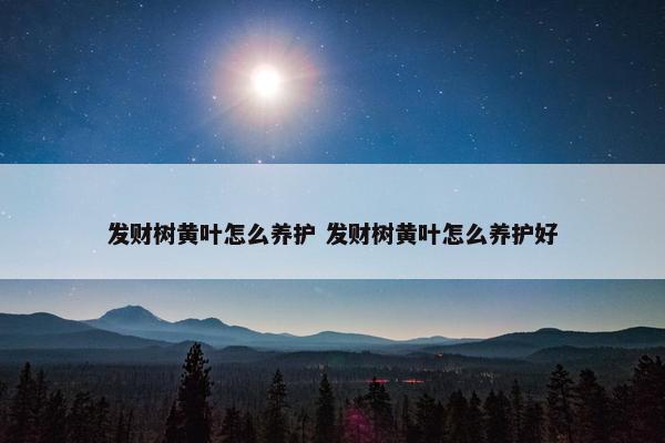 发财树黄叶怎么养护 发财树黄叶怎么养护好