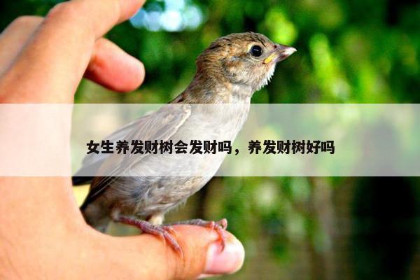 女生养发财树会发财吗，养发财树好吗