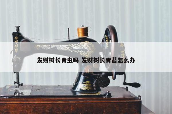 发财树长青虫吗 发财树长青苔怎么办