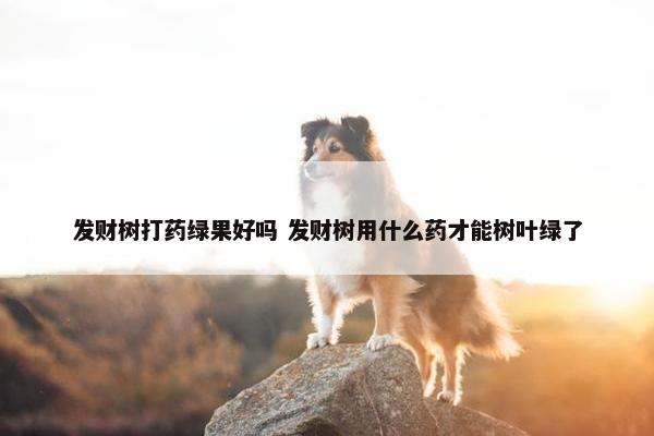 发财树打药绿果好吗 发财树用什么药才能树叶绿了