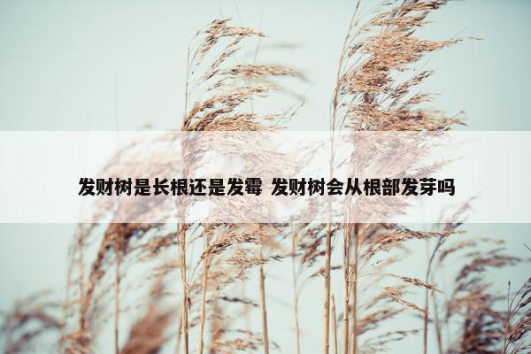 发财树是长根还是发霉 发财树会从根部发芽吗