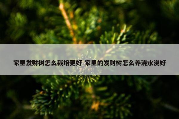 家里发财树怎么栽培更好 家里的发财树怎么养浇水浇好