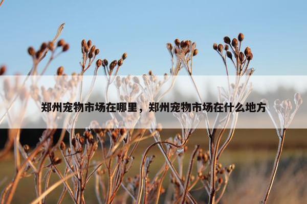 郑州宠物市场在哪里，郑州宠物市场在什么地方