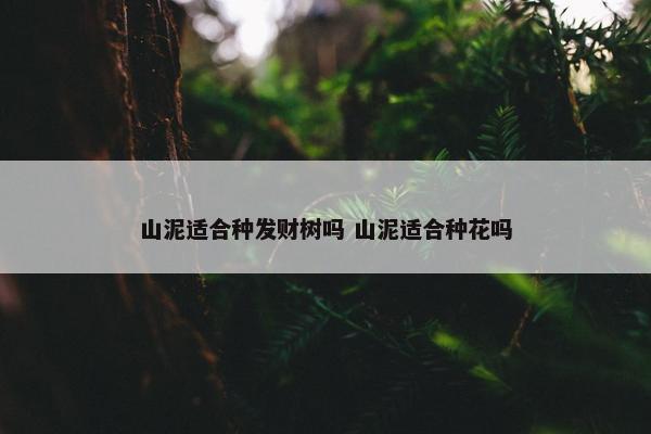 山泥适合种发财树吗 山泥适合种花吗