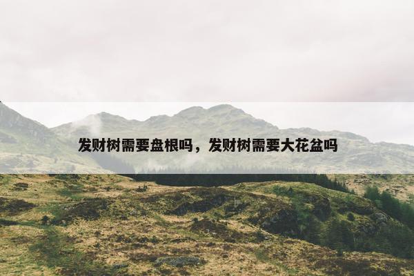 发财树需要盘根吗，发财树需要大花盆吗