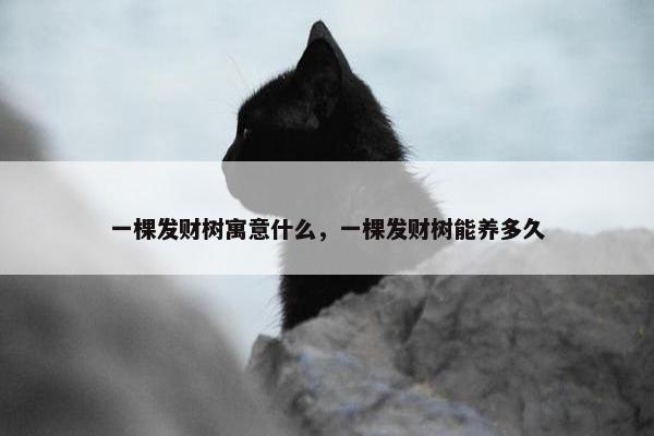 一棵发财树寓意什么，一棵发财树能养多久