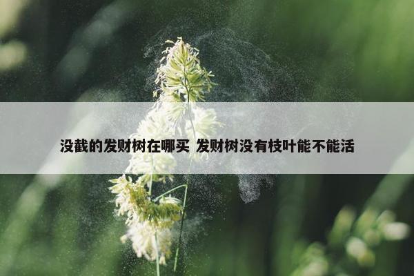 没截的发财树在哪买 发财树没有枝叶能不能活