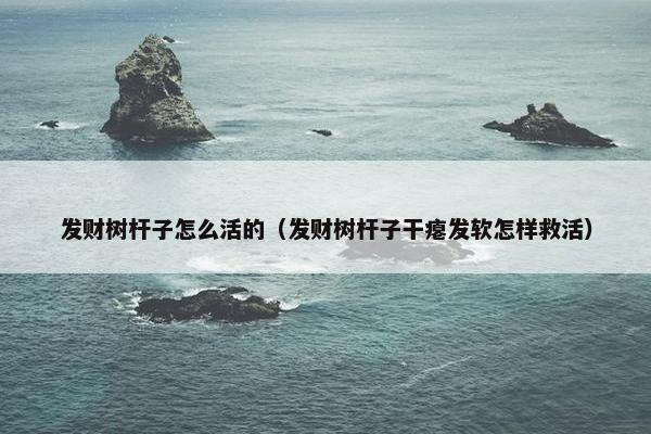 发财树杆子怎么活的（发财树杆子干瘪发软怎样救活）