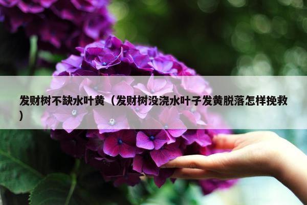 发财树不缺水叶黄（发财树没浇水叶子发黄脱落怎样挽救）