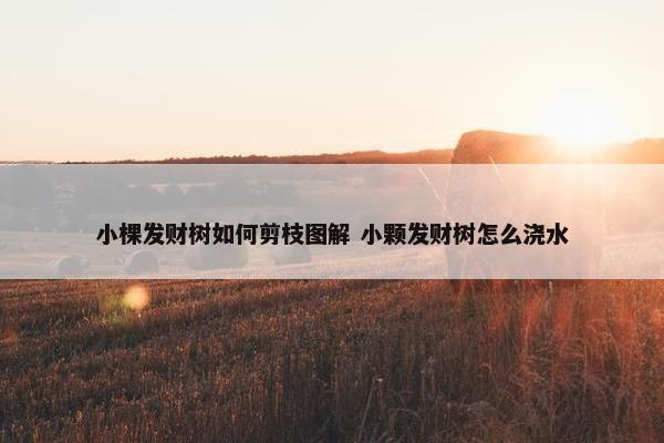 小棵发财树如何剪枝图解 小颗发财树怎么浇水