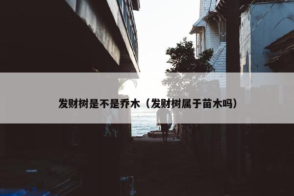 发财树是不是乔木（发财树属于苗木吗）