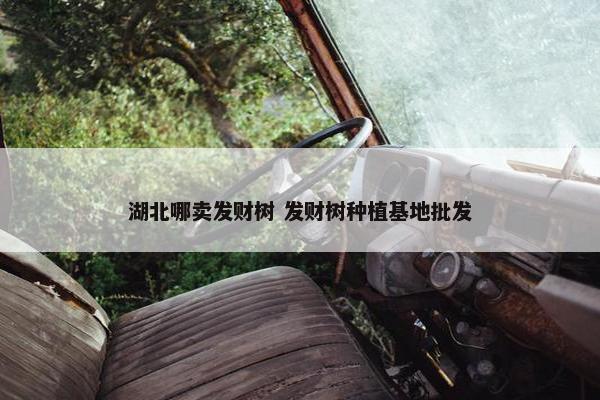 湖北哪卖发财树 发财树种植基地批发