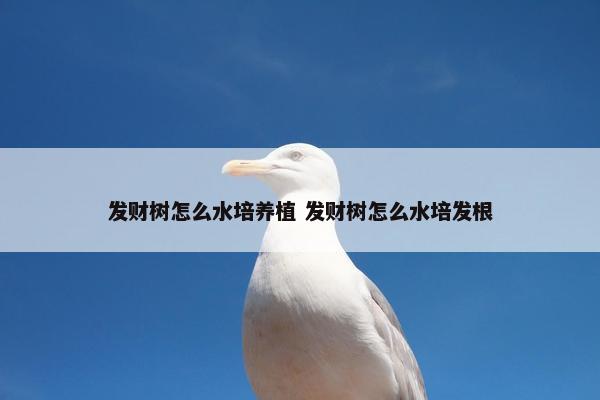 发财树怎么水培养植 发财树怎么水培发根