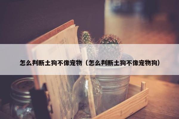 怎么判断土狗不像宠物（怎么判断土狗不像宠物狗）