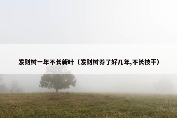 发财树一年不长新叶（发财树养了好几年,不长枝干）