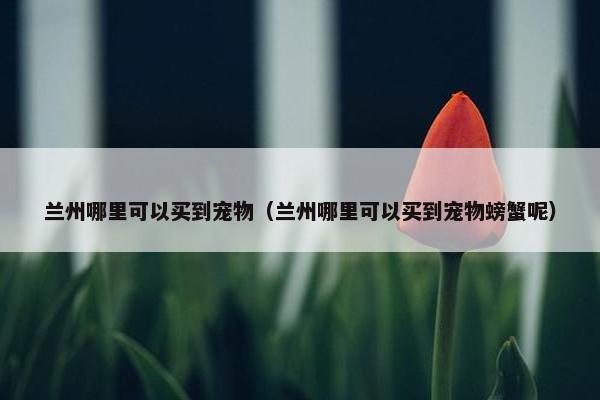 兰州哪里可以买到宠物（兰州哪里可以买到宠物螃蟹呢）