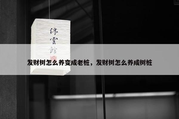 发财树怎么养变成老桩，发财树怎么养成树桩