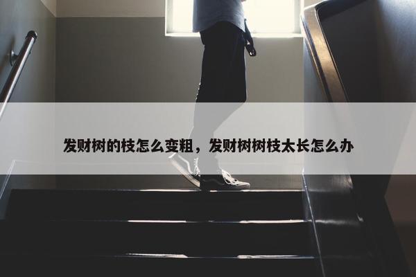 发财树的枝怎么变粗，发财树树枝太长怎么办