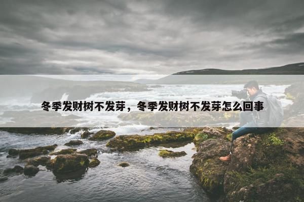 冬季发财树不发芽，冬季发财树不发芽怎么回事