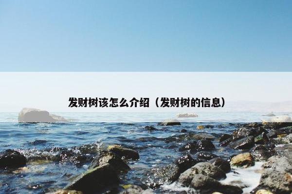 发财树该怎么介绍（发财树的信息）