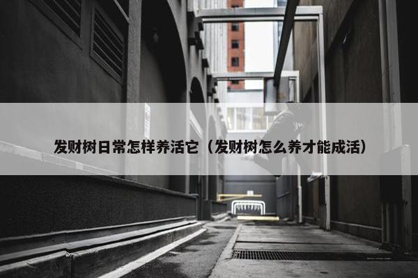 发财树日常怎样养活它（发财树怎么养才能成活）