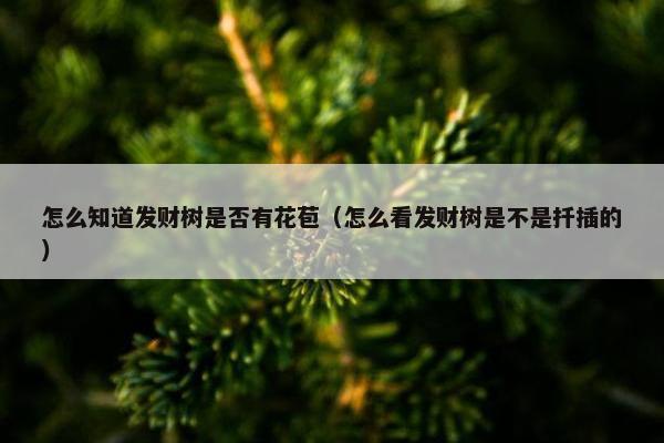 怎么知道发财树是否有花苞（怎么看发财树是不是扦插的）