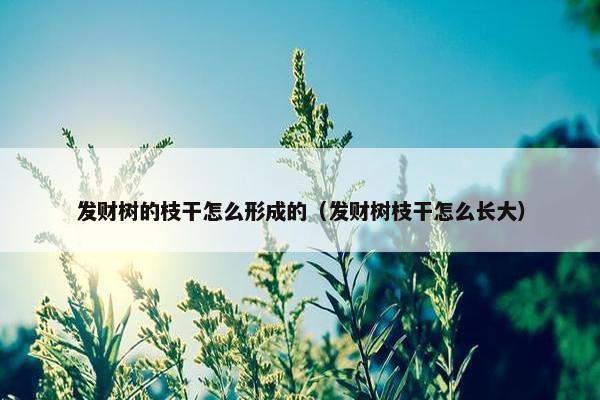 发财树的枝干怎么形成的（发财树枝干怎么长大）