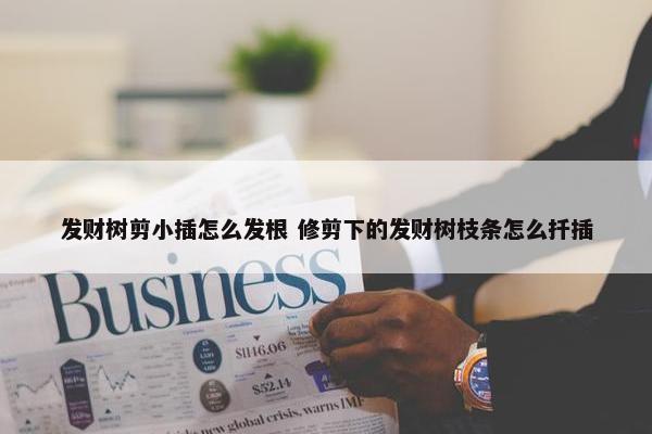 发财树剪小插怎么发根 修剪下的发财树枝条怎么扦插