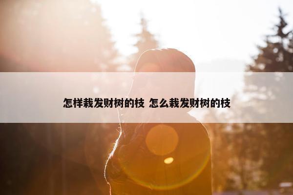 怎样栽发财树的枝 怎么栽发财树的枝