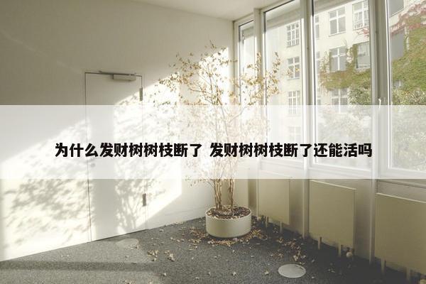 为什么发财树树枝断了 发财树树枝断了还能活吗