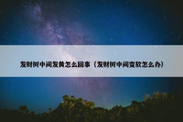 发财树中间发黄怎么回事（发财树中间变软怎么办）