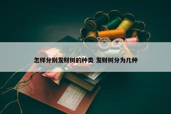 怎样分别发财树的种类 发财树分为几种