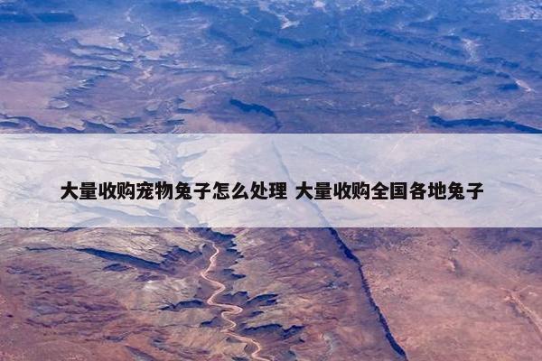 大量收购宠物兔子怎么处理 大量收购全国各地兔子