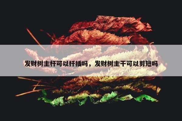 发财树主杆可以扦插吗，发财树主干可以剪短吗