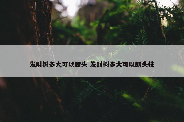 发财树多大可以断头 发财树多大可以断头枝