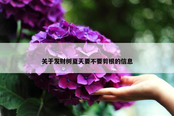 关于发财树夏天要不要剪根的信息