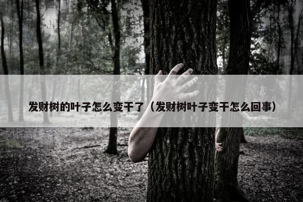 发财树的叶子怎么变干了（发财树叶子变干怎么回事）