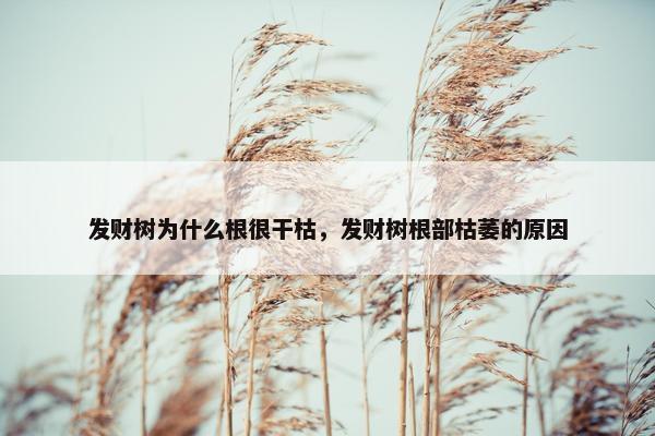 发财树为什么根很干枯，发财树根部枯萎的原因