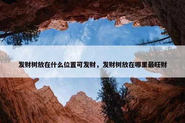 发财树放在什么位置可发财，发财树放在哪里最旺财