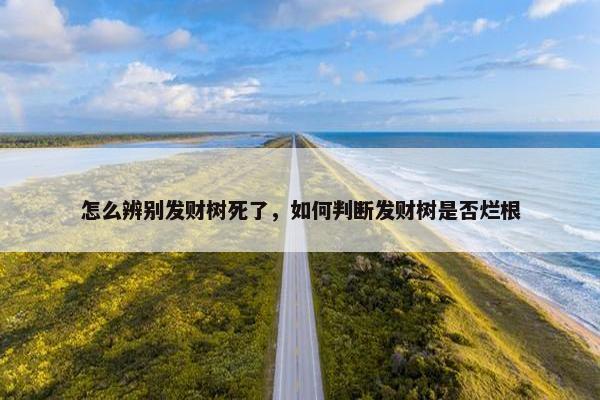 怎么辨别发财树死了，如何判断发财树是否烂根