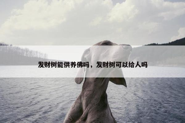 发财树能供养佛吗，发财树可以给人吗