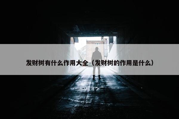 发财树有什么作用大全（发财树的作用是什么）