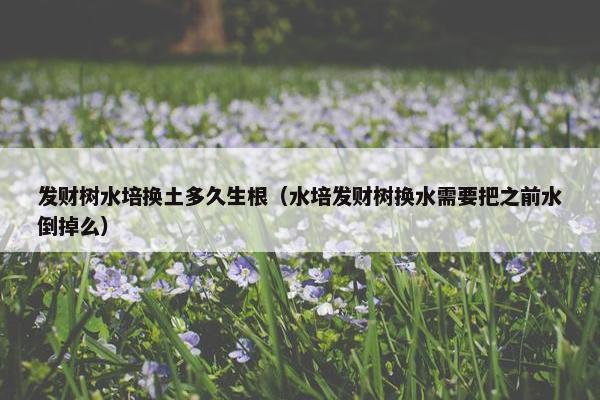 发财树水培换土多久生根（水培发财树换水需要把之前水倒掉么）