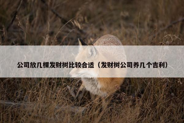 公司放几棵发财树比较合适（发财树公司养几个吉利）