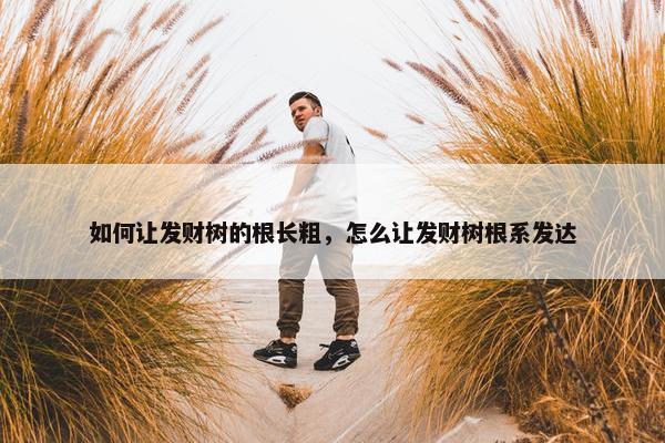 如何让发财树的根长粗，怎么让发财树根系发达