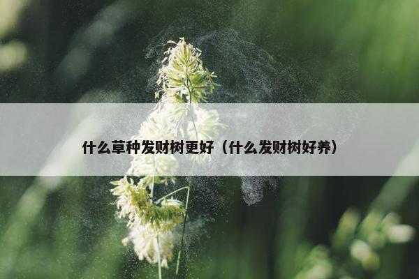 什么草种发财树更好（什么发财树好养）